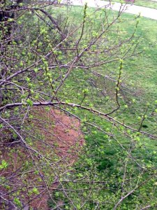 photo-37